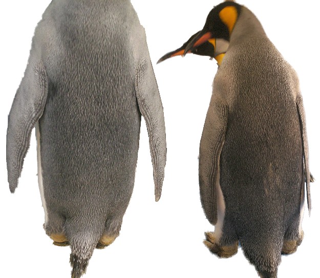 オウサマペンギン背中001