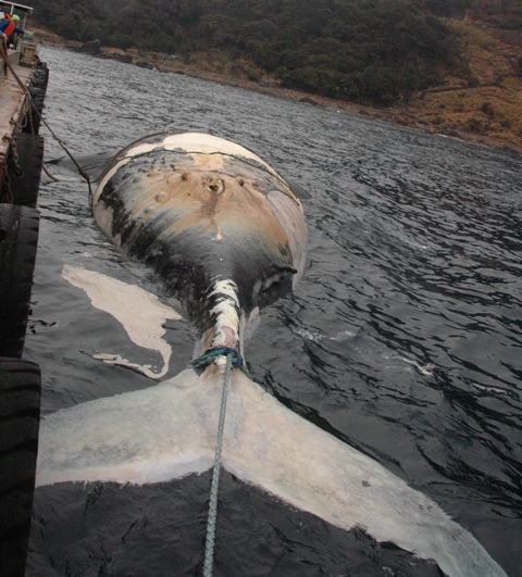 20110206セミクジラa-3