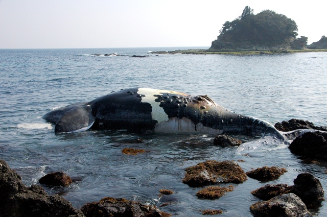 20110206セミクジラa-1