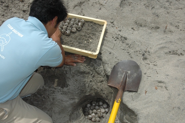 ウミガメ産卵2010a