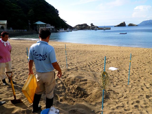 ウミガメの産卵雲見